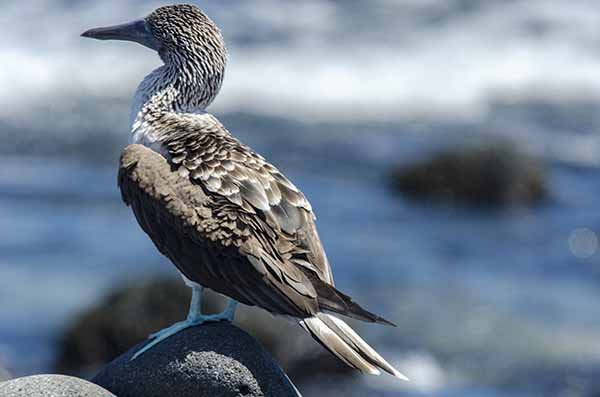 Piquero de Patas Azules - isla Seymour Norte - islas Galápagos - Ecuador 3.jpg